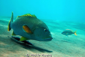 BIG FELLOW
A very big Blubberlip Snapper followed by a s... by Mickle Huang 